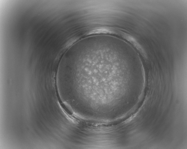 X0000068821233200605081137