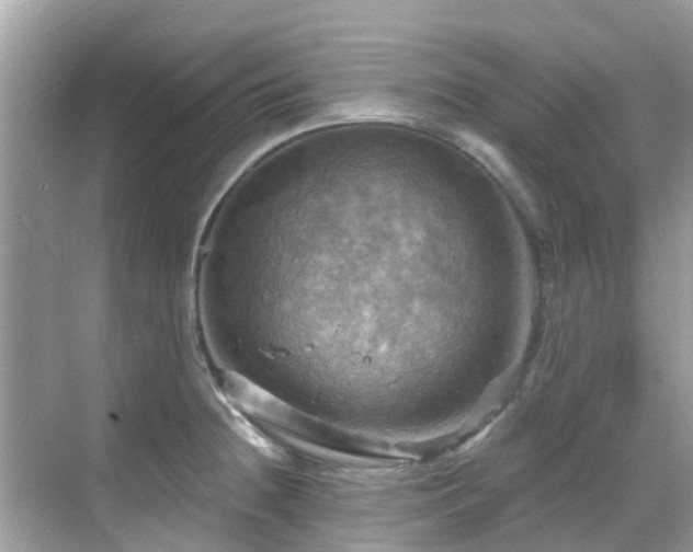 X0000068821236200605081137