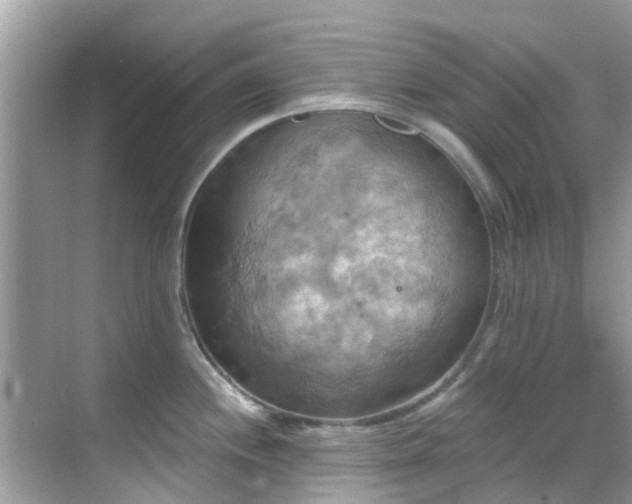 X0000068821244200605081137