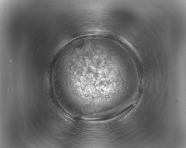 X0000068821259200605081136