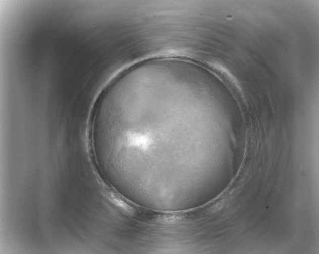 X0000068821278200605081136