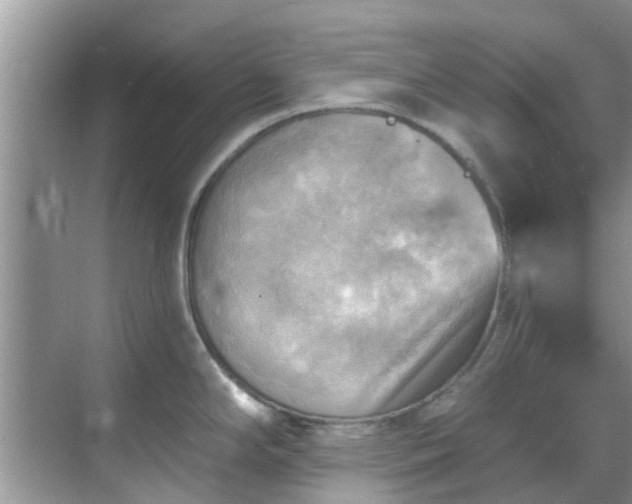 X0000068821294200605081135