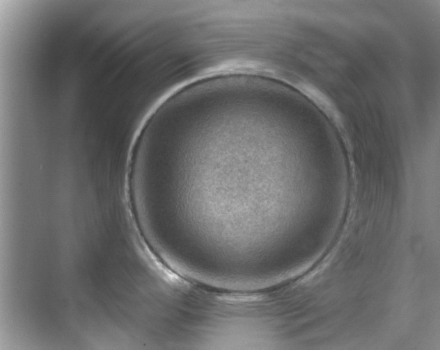 X0000068821296200605081135