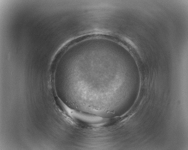 X0000068821310200605081135