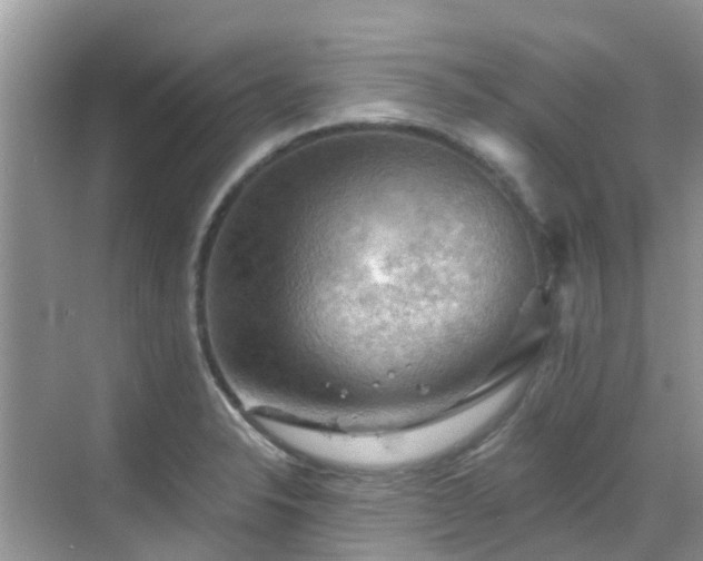 X0000068821326200605081135