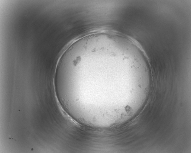 X0000068821338200605081135