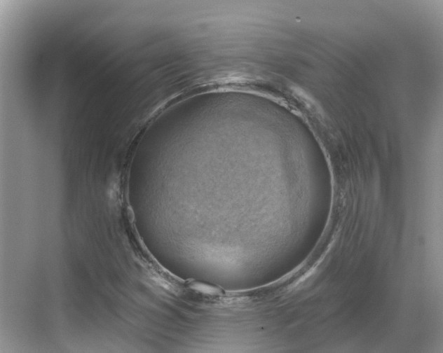 X0000068821353200605081134