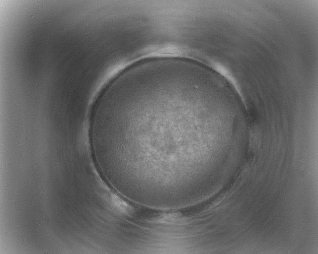 X0000068821464200605081133