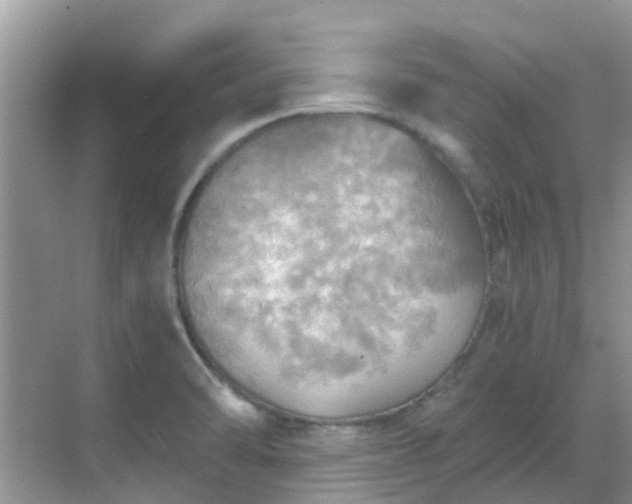 X0000068821470200605081133