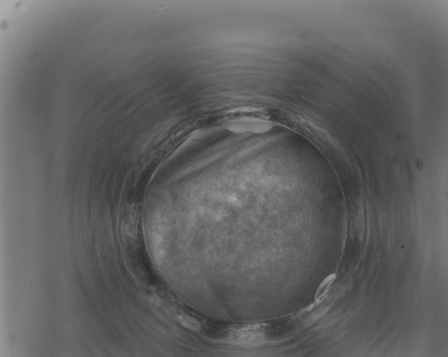 X0000068820078200605121326