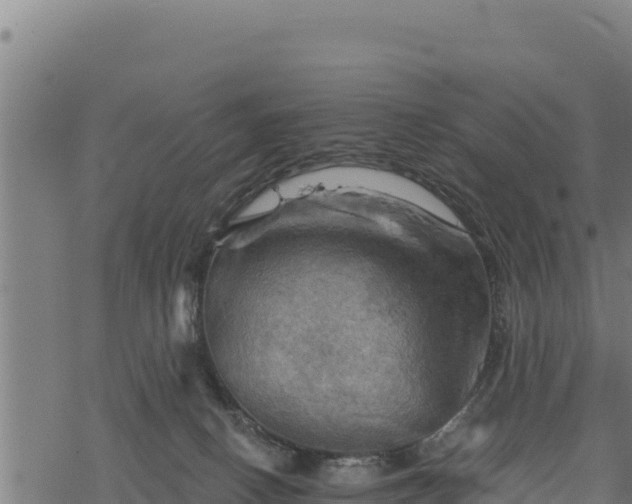 X0000068820082200605121326