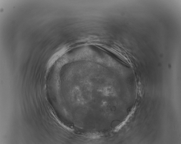 X0000068820245200605121323