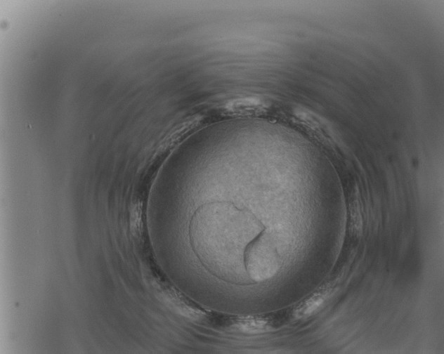 X0000068820278200605121323