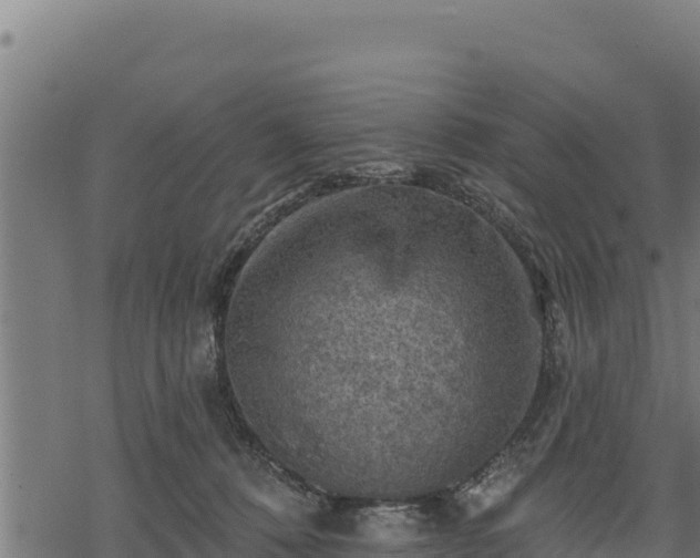 X0000068820320200605121322