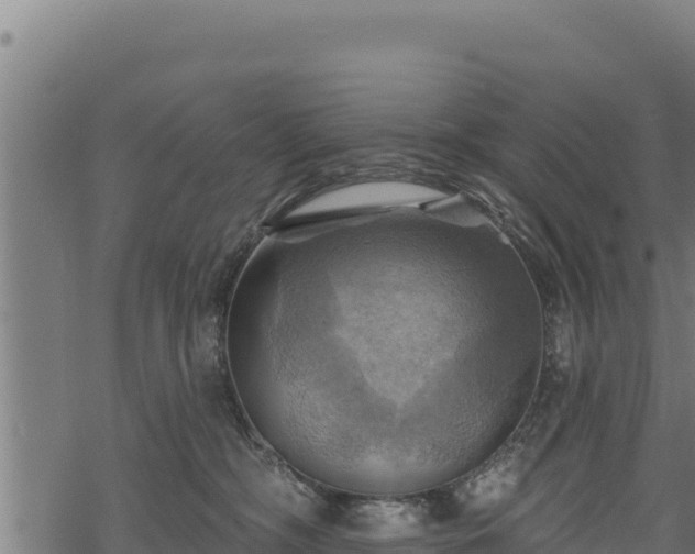 X0000068820326200605121322