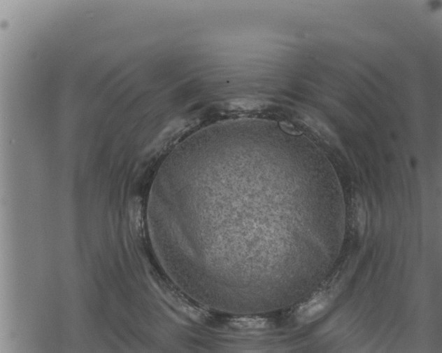 X0000068820328200605121322