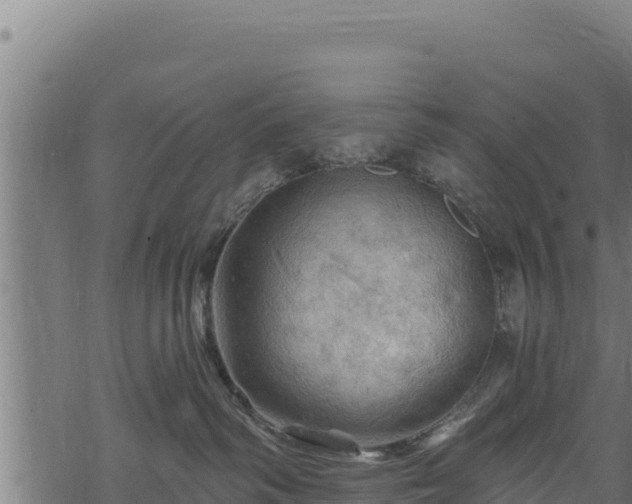 X0000068820334200605121322