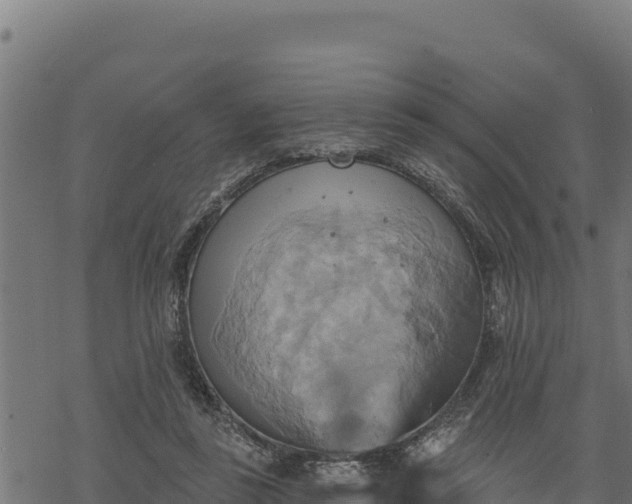 X0000068820355200605121321