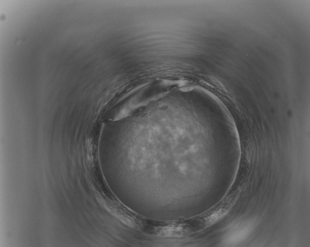 X0000068820366200605121322