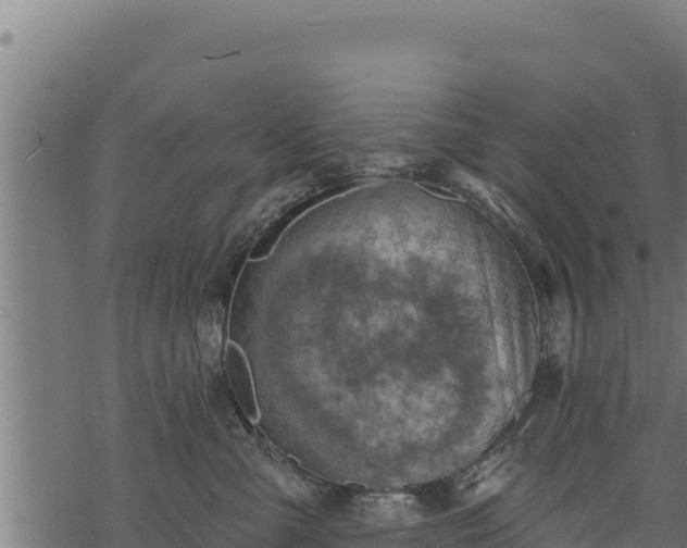 X0000068820427200605121320