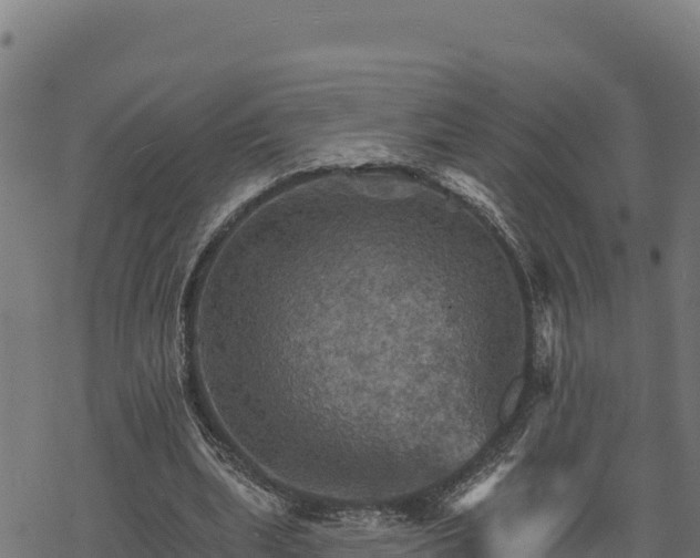 X0000068820439200605121320