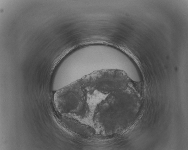 X0000068820533200605121318