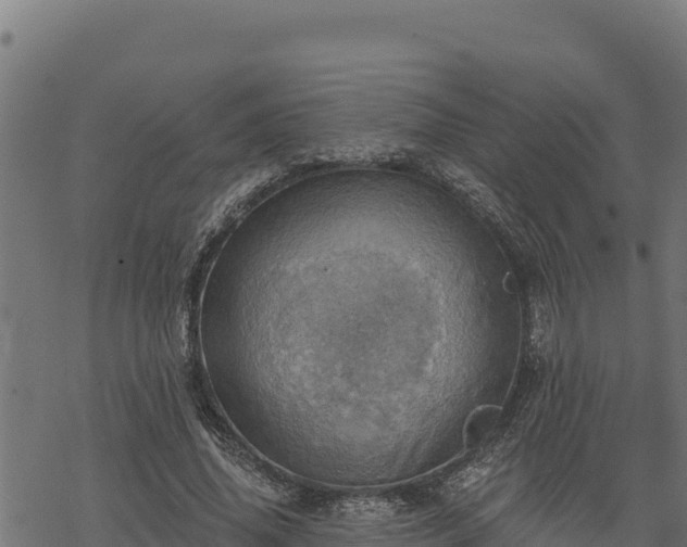 X0000068820636200605121317