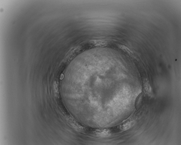 X0000068820667200605121317