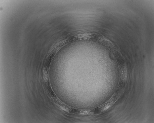 X0000068820705200605121316