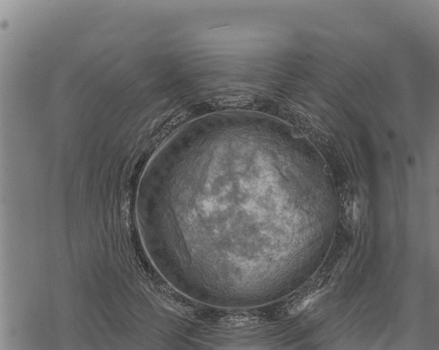 X0000068820745200605121315