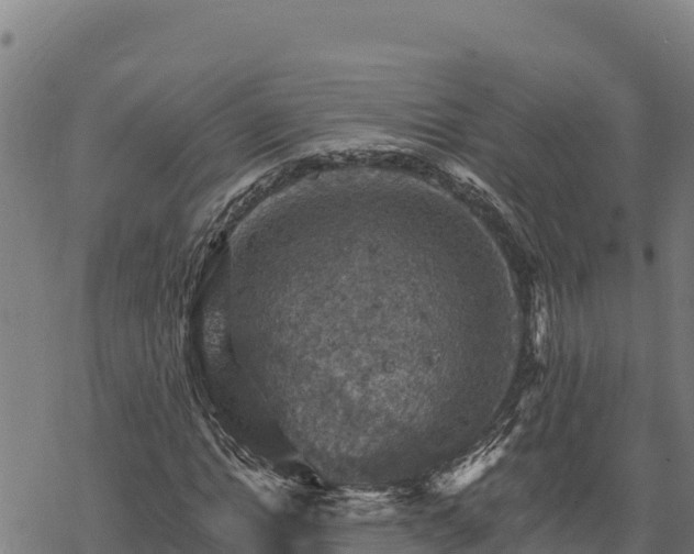 X0000068820822200605121313