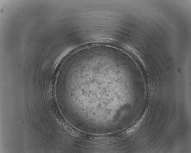 X0000068820875200605121313