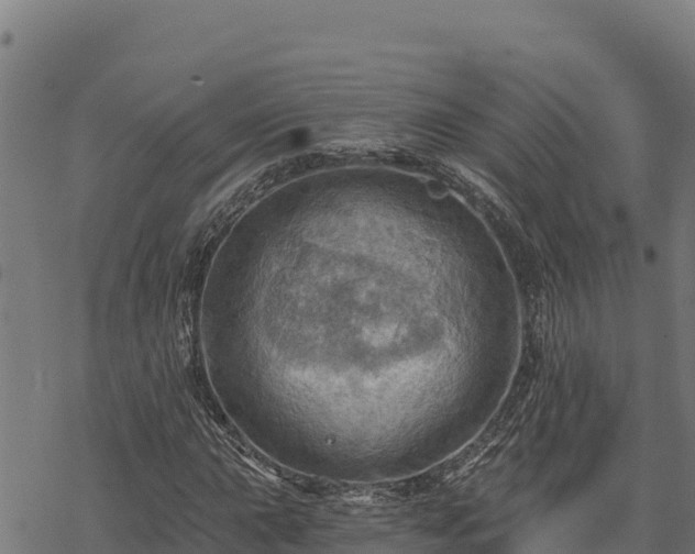 X0000068821015200605121310