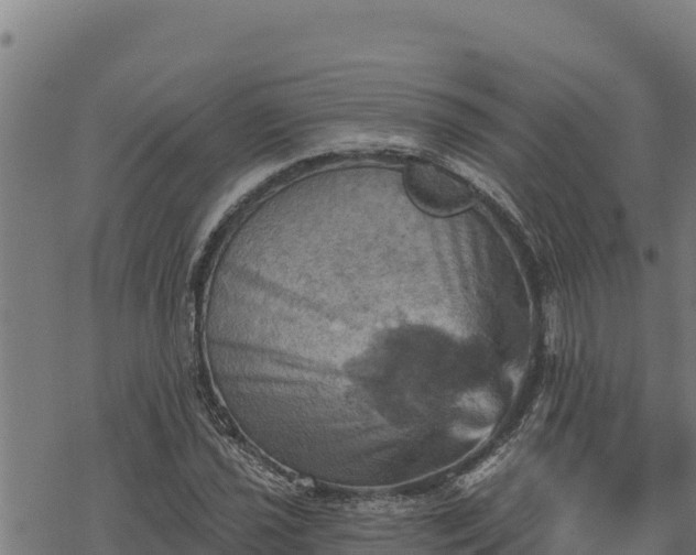 X0000068821021200605121310