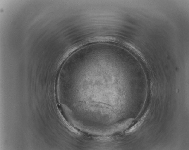 X0000068821033200605121310