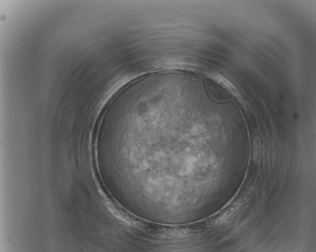 X0000068821039200605121311