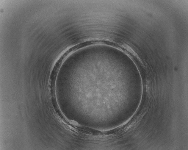 X0000068821068200605121310