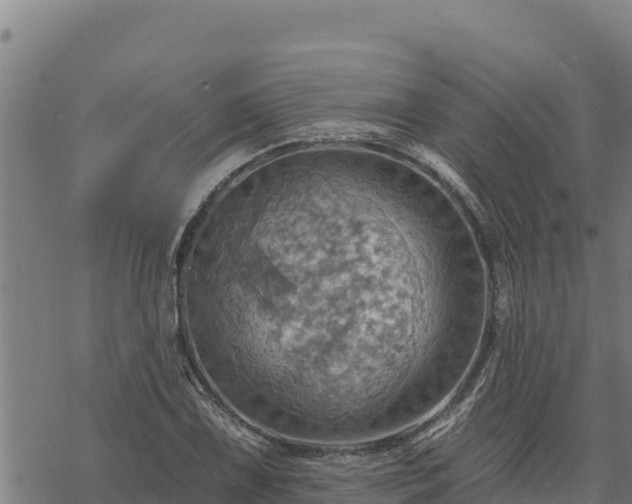 X0000068821075200605121310