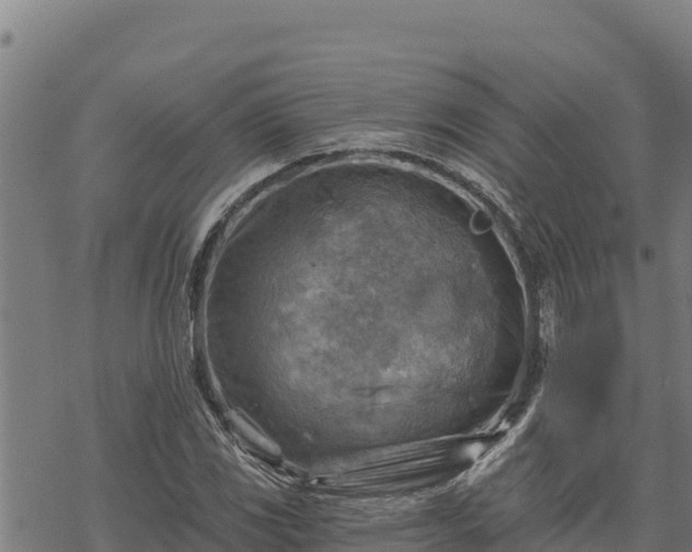 X0000068821117200605121309