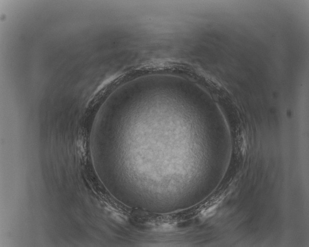 X0000068821206200605121307