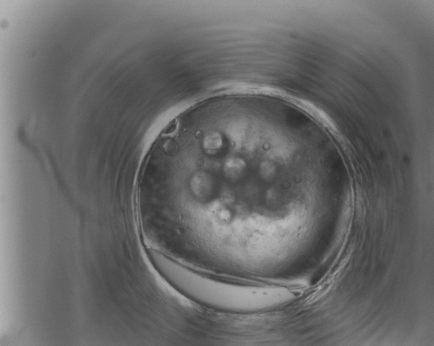 X0000068821247200605121308