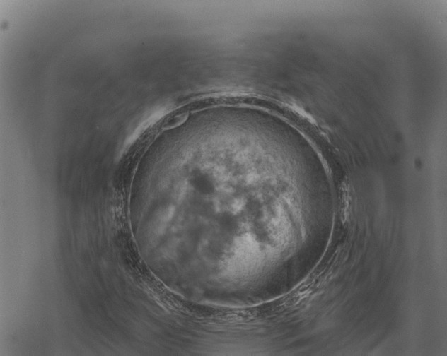 X0000068821255200605121307