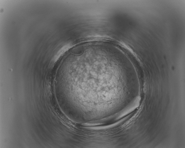 X0000068821259200605121307