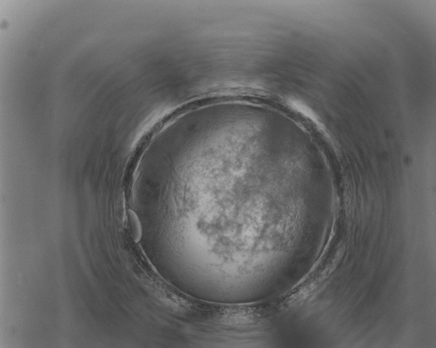 X0000068821267200605121307