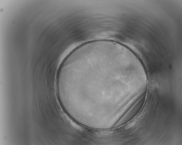 X0000068821294200605121306