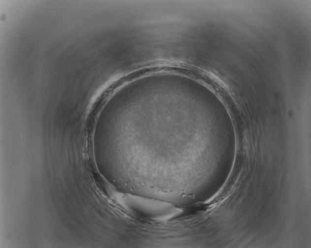 X0000068821310200605121306