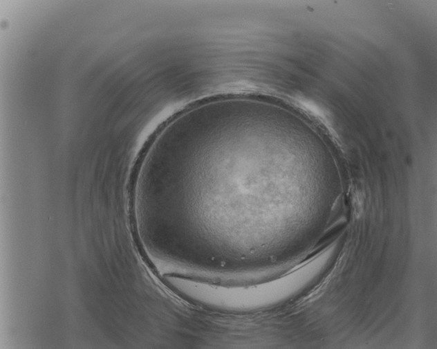 X0000068821326200605121306