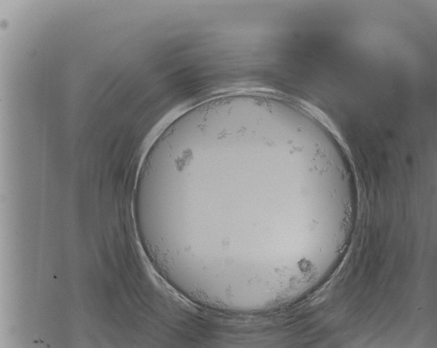 X0000068821338200605121306