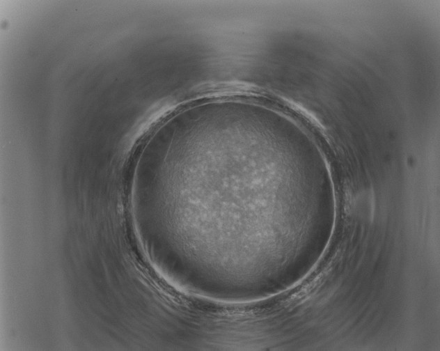 X0000068821407200605121304