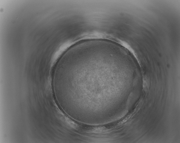 X0000068821464200605121303